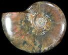 Flashy Red Iridescent Ammonite - Wide #52297-1
